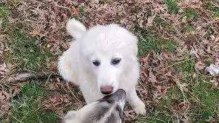 Most scenic puppy and sheep move ever!