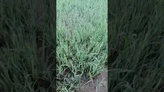 Palay na tadtad ng fungus naka recover sa pamamagitan ng Grower's Bet 1000+