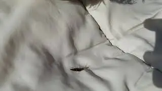 Now Pippin found a click beetle!