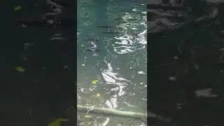 Ikan aneh di sumber jenon tajinan bululawang