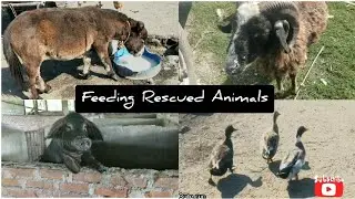 Feeding Rescued Animals #vlog
