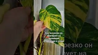 эпипремнум золотистый на тотеме epipremnum aureum totem #эпипремнум #plants