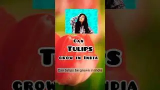 Can Tulips grow in Indian? 🌷 #shortsvideo #shortvideo #youtubeshorts #plantlovers #tulip