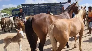 FEIRA DE CAVALOS DE CARUARU PE, TERÇA FEIRA 27/09/2022