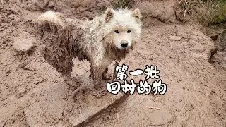 身陷泥泞，即使如此，它也很爱它的主人吧