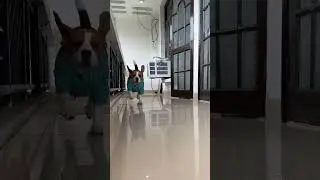 Who wants treats 😂 #shorts #youtubeshorts #doodlethebeagle #doodle #dog #Beagle #india