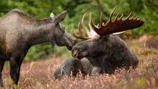 Hunting for moose Kamchatka