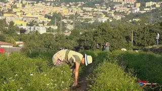 Philippe Garnerone, cultivateur de Plantes à Parfums du Pays de Grasse