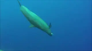 swimming with the false killer whales
