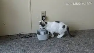 Cat Drinks From Waterfall Bowl