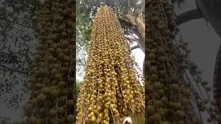 Caryota urens🌱 fish tail palm tree #short #tree