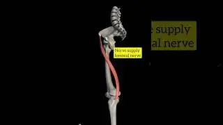 Sartorius muscle with origin insertion #anatomy #1styearmbbslectures #3d #completeanatomy