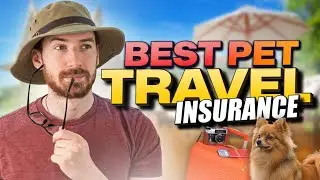 Best Pet Travel Insurance | Best Value Options Revealed