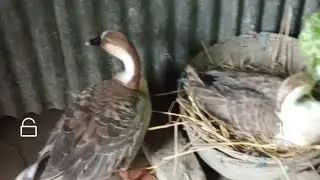 রাজহাঁস ডিম পাড়ার সময় কিভাবে জাগা খোঁজাখুঁজি করে?