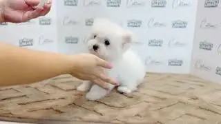 CP Mini Bichon Frise Puppy (Female)