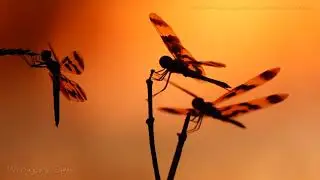 Dragonflies in Darwin with dry season change