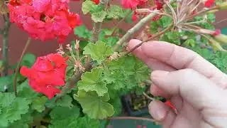 Como plantar Gerânios através das sementes. Natureza linda.