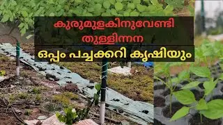 Pepper plant watering and vegetable farming #nature #agriculture