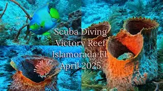 Scuba Diving Victory Reef Islamorada Florida April 2025