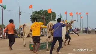 నాదెండ్ల ఎడ్ల పందాలు 2 పళ్ళు విభాగంలో 4వ జత