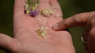 2018 Vol 3 NWV 6 Russian Knapweed REV