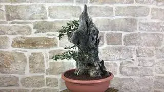 Bonsai Yamadori di Olivastro 151 - Pollice Verde Store