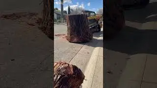 Saving a large Redwood tree from a Sacramento home #ecotree #redwoodcity  #cityoftrees #nativetrees