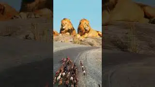 Lion & Horse wildlife moments #funniest #funniestpets #wildmoments