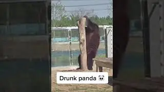 Drunk Panda🐼🤣 credit kevthemodel92 #Shorts