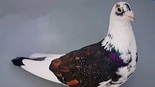 梅雨明け　ネガティブな気持ちをポジティブに切り換えないとね～