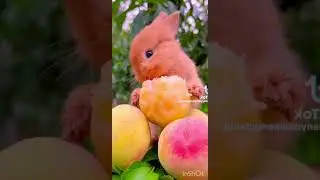 #wildlifes #birds #wildlifeplanet #wildanimals #animalworld
