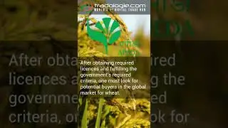 How Do I Start Exporting Wheat In The Global Market?