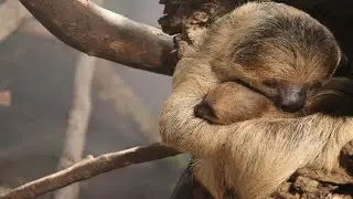 - Sir Alvod - Zoo di Londra