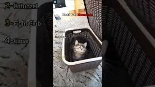 Best Cat Moments  #animals #cat  #funny #funnyanimals #viral  #shorts #trending  #memes
