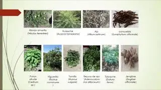 Extracci&oacute;n asistida por ultrasonido de biomol&eacute;culas de especies vegetales con etanol y acetona