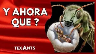 🚩Como EMPEZAR una Colonia de HORMIGAS CAMPONOTUS