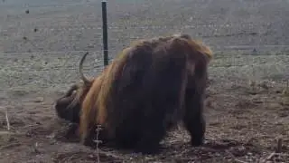 Schotse hooglanders - FUNNY