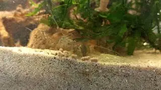 Atya gabonensis feeding behavior 2