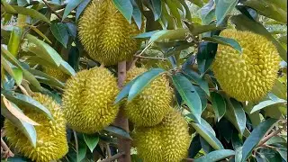 Sambung Pucuk Durian ala Negeri Van Nguyen