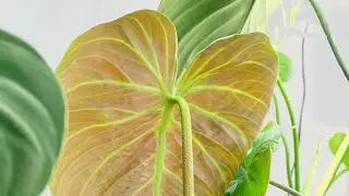 Aroid Time-lapse | Ep.34 Philodendron 'El Choco Red' Unfurled New Leaf | 10 Days