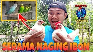 PARAKEETS | MAY LOVE BIRDS NA TAYO SA ATING BACKYARD!
