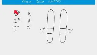 A2 Biology - Multiple alleles