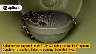 Asian hornets captured inside TRAP-X&reg; using the Bait Pod&trade; system.