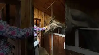 Лошадки 🐴 #love#animals#horse#sweet#лошади#конныйспорт#рек#подпишись