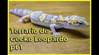 Gecko Leopardo | Terrario de gecko leopardo | Tamaño | Material | Sustrato