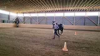 Jannah & Rio - Training level at shoulder (Distinguished) - IHLA