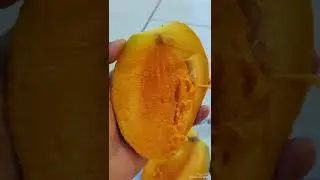 تذوق صنف مانجو القراط