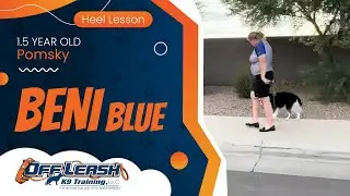 Beni Blue~ 1.5yo Pomsky ~ Best Pomsky Trainers ~ Off Leash K9 Training Phoenix