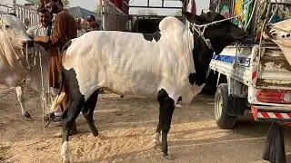 Domail mandi 2025 latest update ll Islamabad bakra mandi ll jamil tv ll