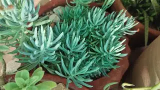 senecio vitalis or blue chalksticks care